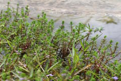 Rotala fimbriata